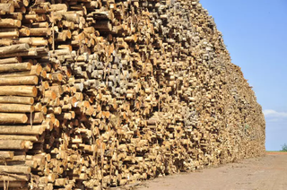 Toras de eucalipto em produção de madeira em Mato Grosso do Sul. (Foto: Arquivo/Campo Grande News)