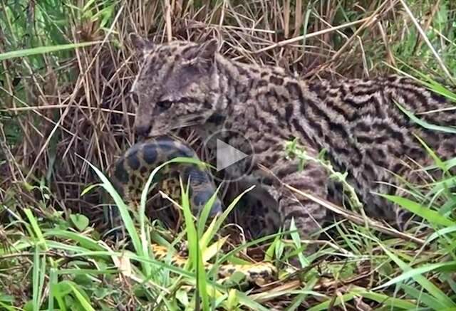 Guia flagra jaguatirica se alimentado de sucuri em plena luz do dia