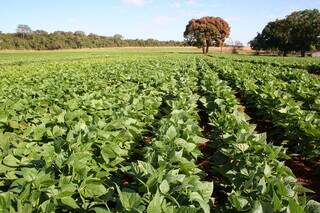 Plantação de soja em propriedade brasileira; grão registra crescimento nas principais regiões produtores. (Foto: Arquivo/Embrapa)