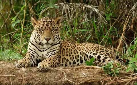 Ação humana reduz habitat da onça-pintada e ameaça espécie no Pantanal