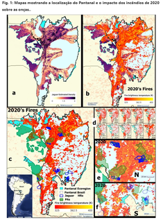 A - Uma estimativa de densidade de onça-pintada ajustada36/100 km2 usado para o número de onças-pintadas no Pantanal. b-impacto dos incêndios de 2020 nas estimativas das onças. c - impacto de 2020 incêndios em onça-pintada e suas áreas de vivência; d Impactos biennuais de incêndios desde 2001. Norte (e) e sul do Pantanal (f) ampliaram os detalhes. Os PAs são representados em verde e HRs de onças residentes em azul. A ocorrência de fogo e sua temperatura de brilho de fogo correspondente são representadas na barra de escala de vermelho a amarelo (mais brilhante). (Reprodução)