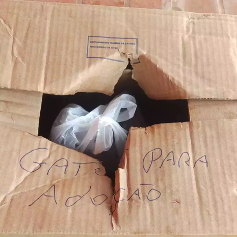 Advogado pede investiga&ccedil;&atilde;o sobre abandono de gatos mortos por pitbulls  