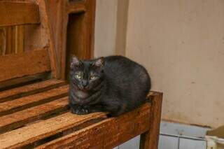 Na varanda, a gata preta é uma das 50 que vivem com Salete. (Foto: Henrique Kawaminami)