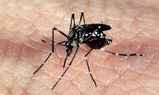 Mosquito transmissor da doença. (Foto: Divulgação)