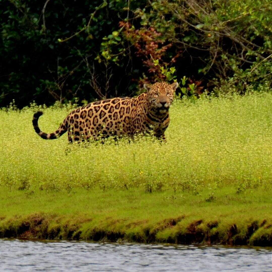 Travessia do Pantanal, uma aventura em sete dias - Lugares por Onde Ando -  Campo Grande News