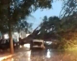 Árvore caiu sobre veículo no Jardim Itamaracá. (Foto: Reprodução/Direto das Ruas)