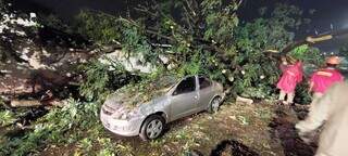 Árvore caída na Vila Carvalho atingiu e danificou veículo. (Foto: Direto das Ruas)