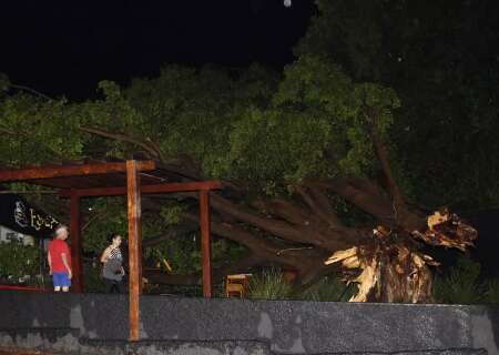 Árvore de grande porte cai e lanchonete inaugurada há um mês fica destruída