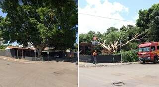 À esquerda, foto da árvore tirada em 2020 e, à direita, tombada após temporal. (Foto/Reprodução)
