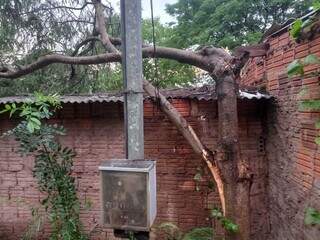 Em Corumbá, árvore atingiu telhado de casa (Foto: Corpo de Bombeiros)