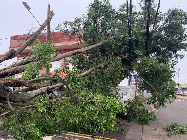 &Aacute;rvore bloqueia rua ap&oacute;s destruir fia&ccedil;&atilde;o no Monte L&iacute;bano