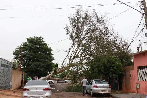 Árvore de 15 metros despenca sobre casa, derruba fios e interdita rua
