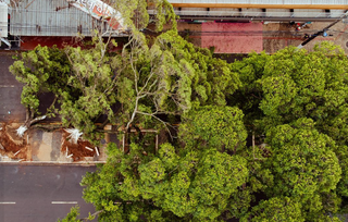 Imagem área dá para ver duas árvores que foram arrancadas pela raíz no centro de Jardim (Foto: reprodução / prefeitura)