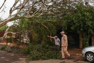 Árvore caída na Moreninha 3, na quinta-feira. (Foto: Henrique Kawaminami)