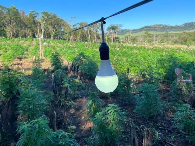 Planta&ccedil;&atilde;o de maconha com aparato moderno de cultivo &eacute; encontrada na fronteira