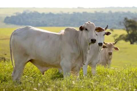 Mato Grosso do Sul registrou aumento de 76% no abate de bovinos em setembro
