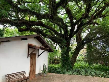 Cobiçada, é impossível comprar casa onde árvore é só uma das relíquias 