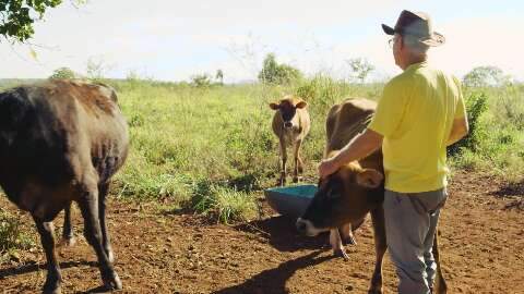 Com vacas recebendo choque, produtor enfrenta problemas após retorno de energia