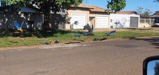 Araras s&atilde;o flagradas comendo coquinho em avenida da Capital