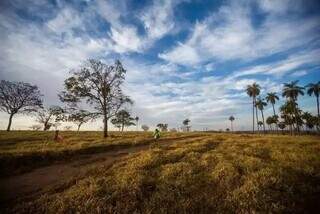 Pesquisa indica risco de desmatamento de at&eacute; 40% no Cerrado de MS