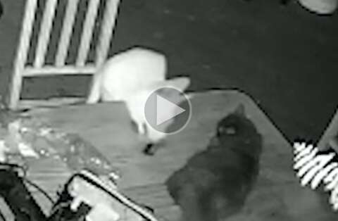 Cachorra aciona controle do port&atilde;o de casa, foge e &eacute; procurada h&aacute; 8 dias