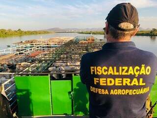 Fiscalização em embarcação de bovinos na fronteira (Foto: Divulgação/MAPA)