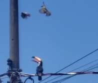 Bem-te-vis tentam, mas não impedem tucano de comer ovos