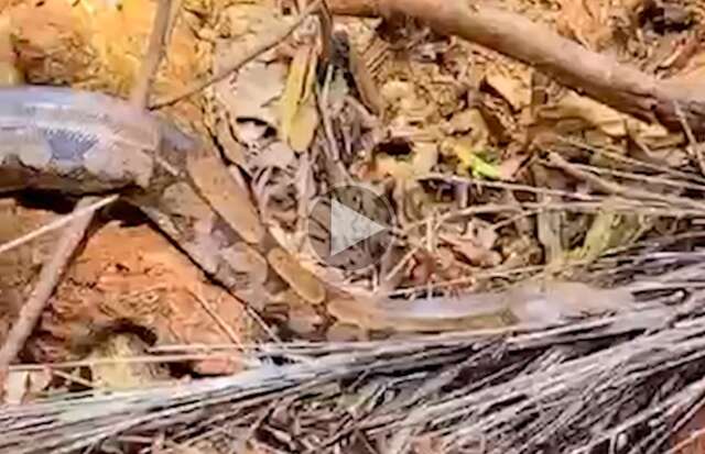 Fam&iacute;lia encontra jiboia durante passeio no Parque das Na&ccedil;&otilde;es