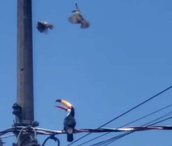 Bem-te-vis tentam, mas n&atilde;o impedem tucano de comer ovos