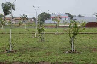 No espaço mais de 300 mudas de árvores foram plantadas. (Foto: Kísie Ainoã)