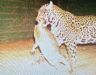 Onça é flagrada com jacaré na boca em Miranda