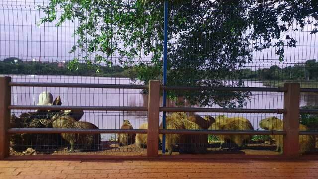 Capivaras limitadas por grade comovem moradores, mas n&atilde;o prejudica animais