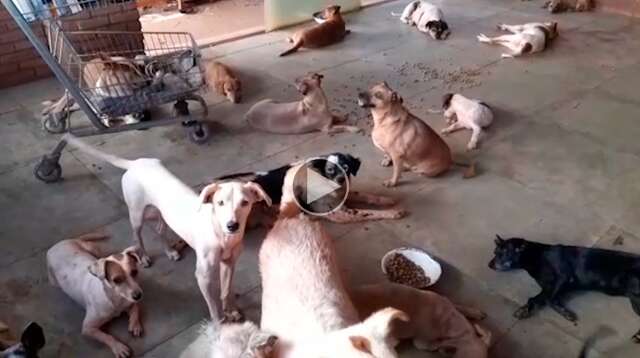 OAB pede 9 toneladas de ra&ccedil;&atilde;o &agrave; prefeitura e reclama de &quot;omiss&atilde;o aos animais&quot;