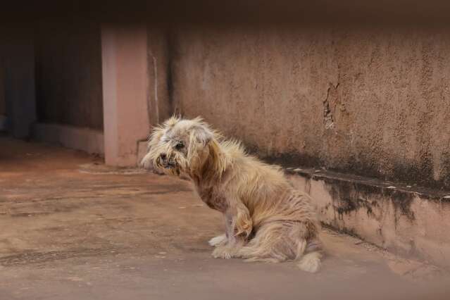 Dona de poodle diz que abelhas a impediram de ir para casa