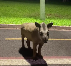 Em voltinha para aliviar artrose, anta &ldquo;cai em flashes&rdquo; no Parque das Na&ccedil;&otilde;es