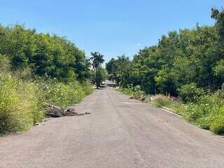 Mato tornou bairro da Capital vulner&aacute;vel a furtos, reclamam moradores