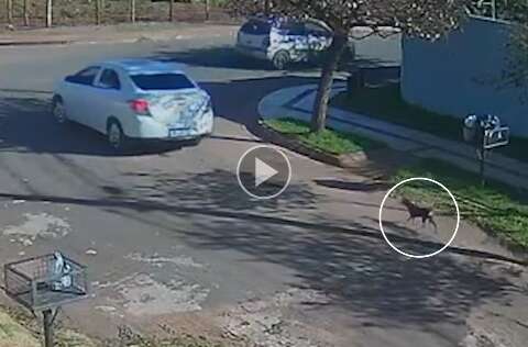 Flagrante: cachorra corre atrás de carro após ser abandonada pelos donos 