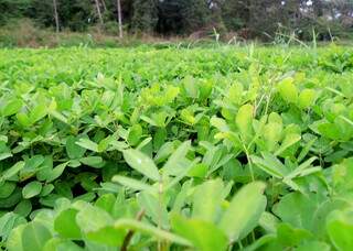 Altas resistência e produtividade são características da cultivar, que vem sendo comparada à alfafa pelo nível de proteína. (Foto:  Carlos Renato Lima/Embrapa)