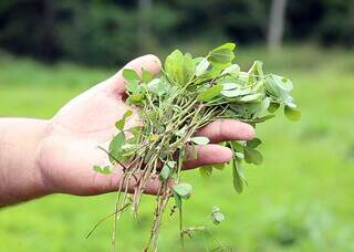 Mudas do amendoin forrageiro da cultivar BRS Oquira. (Foto: Célio Roberto Maia/Embrapa)