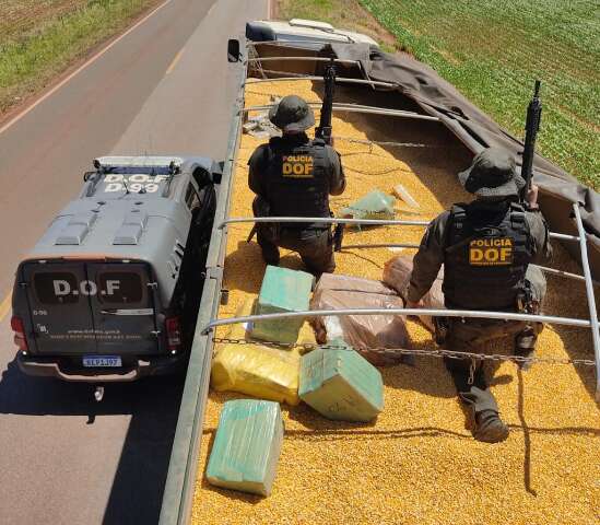 Carreta com milho levava 4.300 quilos de maconha de MS para Maring&aacute;