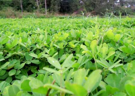 Nova cultivar de amendoim forrageiro apresenta at&eacute; 29% em teor de prote&iacute;na