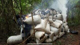 Sacos de maconha encontrados em área de produção são incinerados (Foto: Divulgação)