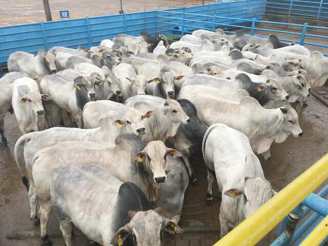 Abate de bovinos cresce 11,2% no 3º trimestre e fica em 7,8 milhões de cabeças