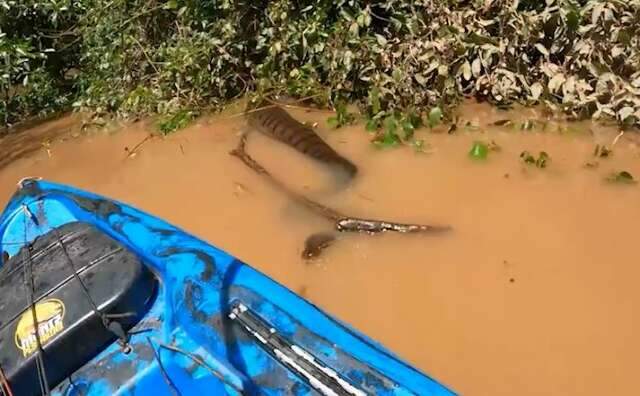 Flagrante de sucuri gigante em Campo Grande foi o v&iacute;deo mais visto