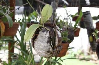 Uma das dicas usadas pela moradora é colocar as plantas dentro de coco. (Foto: Alex Machado)