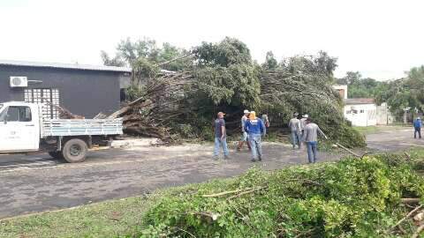 Após estragos da chuva, equipes fazem remoção de árvores e reparos em estradas 