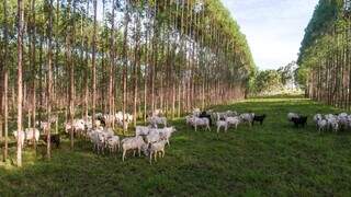 Gado em meio ao pasto e floresta de eucalipto na Fazenda Santa Vergínia, em Santa Rita do Pardo. (Foto: Fazenda Santa Vergínia)