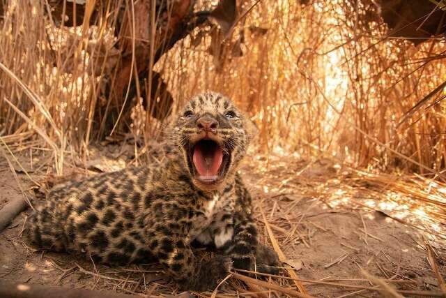 Fofura do dia: foto da oncinha Leventina ganha pr&ecirc;mio nacional