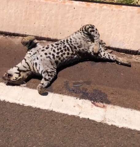 Jaguatirica atropelada &eacute; encontrada morta na Serra de Maracaju