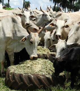 Rebanho bovino se alimenta de silagem de sorgo; uso do volumoso deve crescer com pecuária intensiva